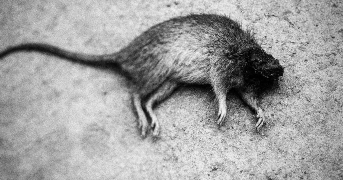 Karyawan RSA di Depok Mengaku Sering Dapatkan Teror Bangkai Tikus Tanpa Kepala