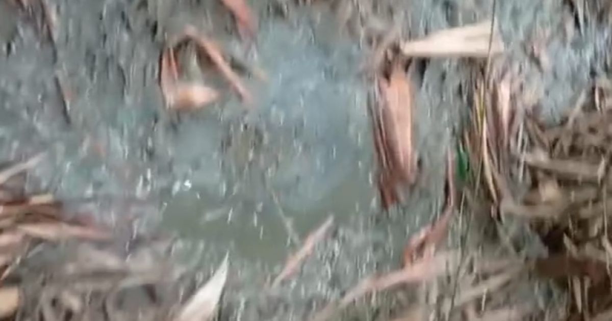 Warga Cigudeg dan Jasinga Geram, Proyek Kandang Ayam Diduga Cemari Sungai