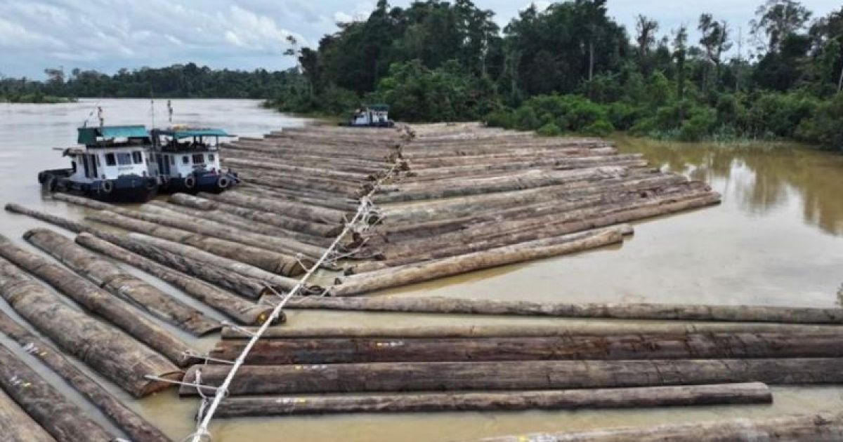 Viral Kayu Log di Sungai Kapuas, Kemenhut Pastikan Dokumen Sah dan Legal